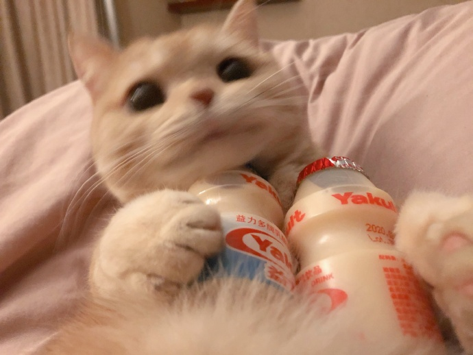那个很火的小猫,就是拍照拿可乐和旺仔的,叫啥呀,可以
