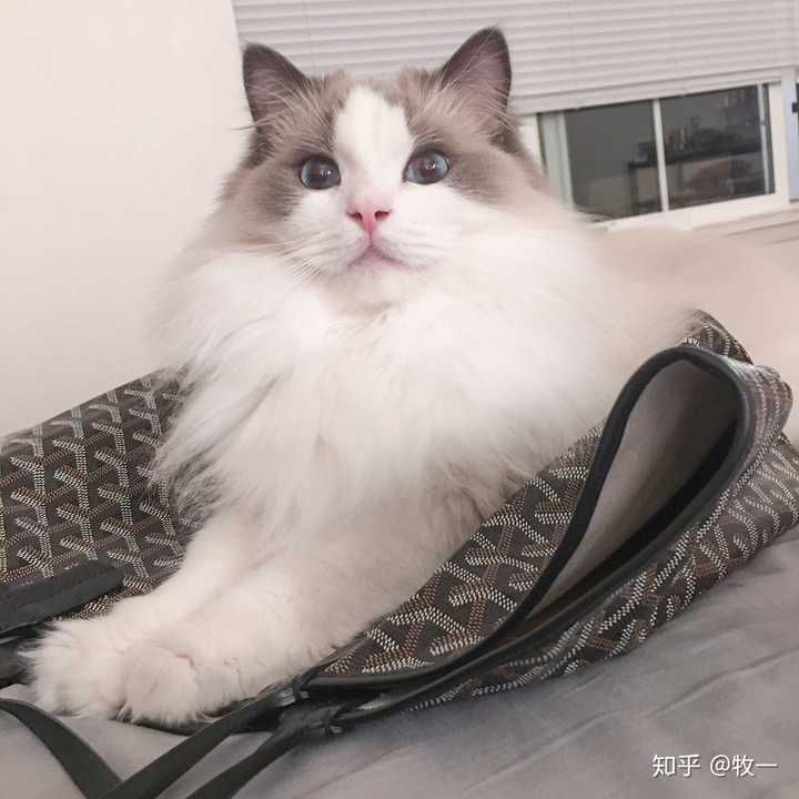 请问波斯系和传统系的布偶猫的差别? - 知乎