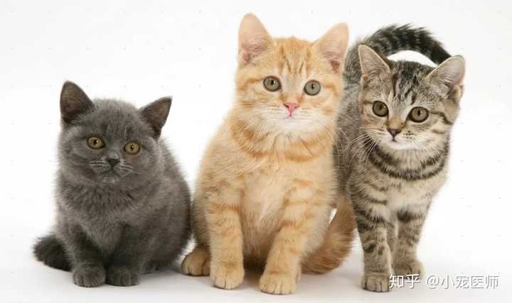 四只小猫咪的自我介绍