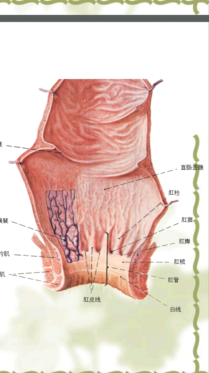 系统解剖学学消化系统的时候,肛门部分有两个名词     肉膜,肛窦.