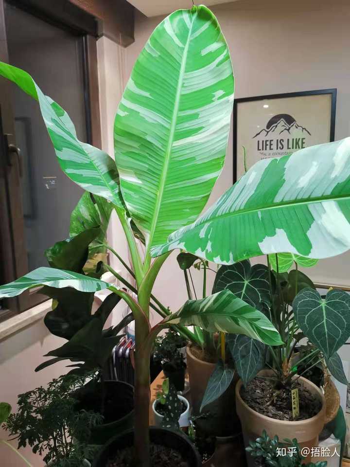 你家有哪些特别的植物?