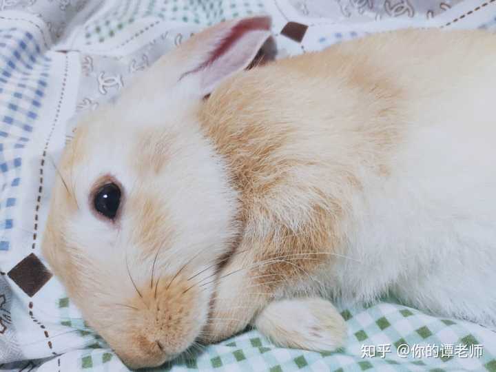 你养的兔子多久才出现贵妃躺
