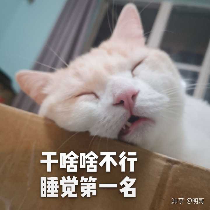 你家猫有没有一看就不怎么聪明的照片