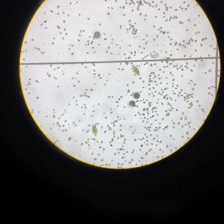 以下是我拍摄的一些实验课上的照片 辣椒表皮细胞 很多胞间连丝的