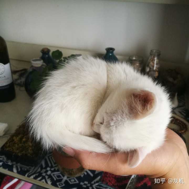 你给猫咪拍过哪些「看起来心都要化了」的照片或视频?