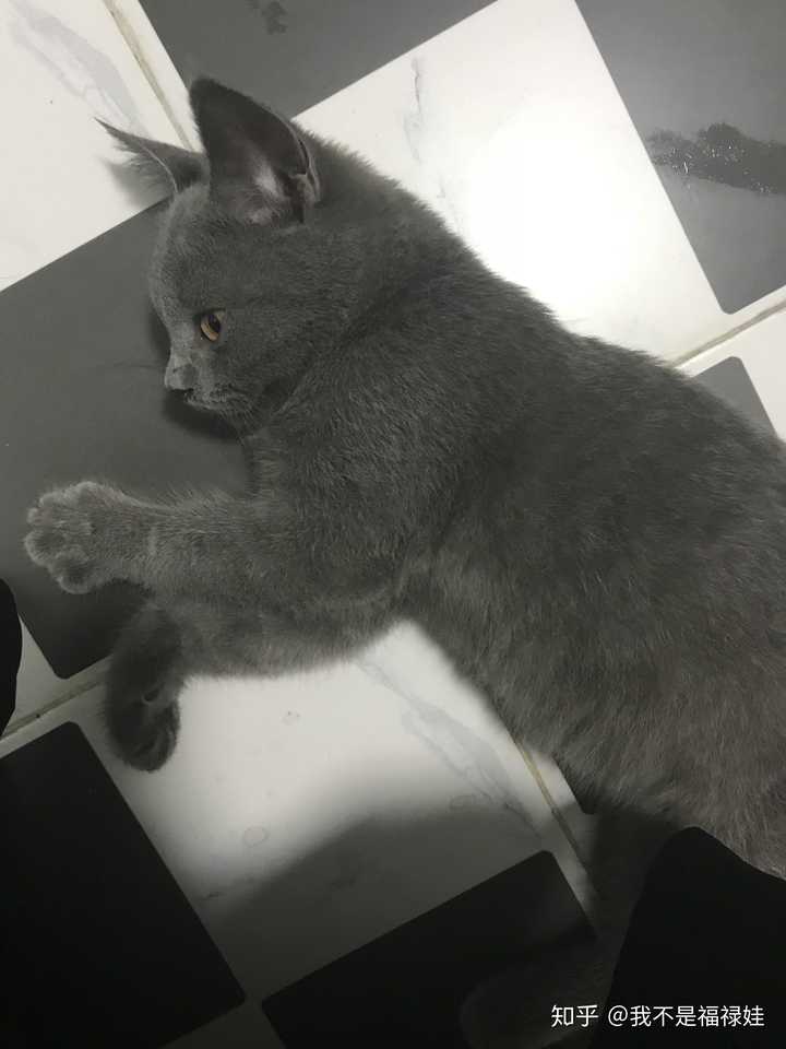 过来人请讲讲伺候蓝猫主子的心得体会?