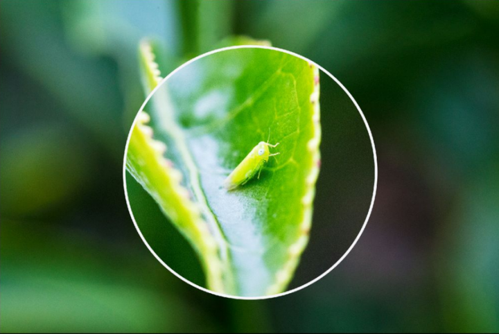 小绿叶蝉,可能是虫子届最会制茶的虫子.