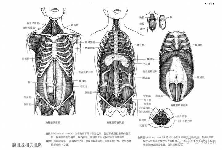 如何健身才能练出腹肌