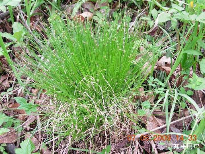 乌拉草(靰鞡草)则是东北遍地常见的一种多年生野草.