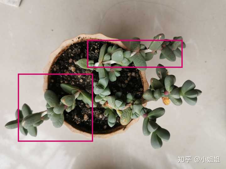 鹿角海棠砍头后叶插很久也不生根,叶子都快皱死了怎么