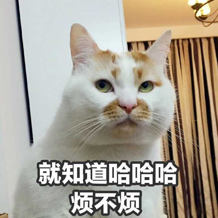 有没有这个猫的表情包?