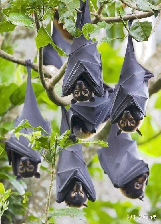 居住在热带的蝙蝠种类一年四季都可以找到食物,但其他地区的则不然.