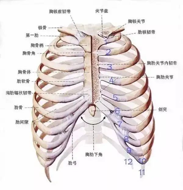 12对,左右对称,后端与胸椎相关节,前端仅第1-7肋借软骨与胸骨相连接