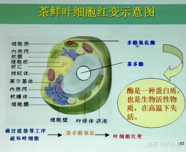 (采摘标准是一芽两叶初展青 记住茶叶叶细胞的两种物质 茶多酚