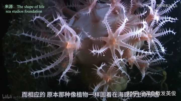 灯塔水母永生的原因是什么?