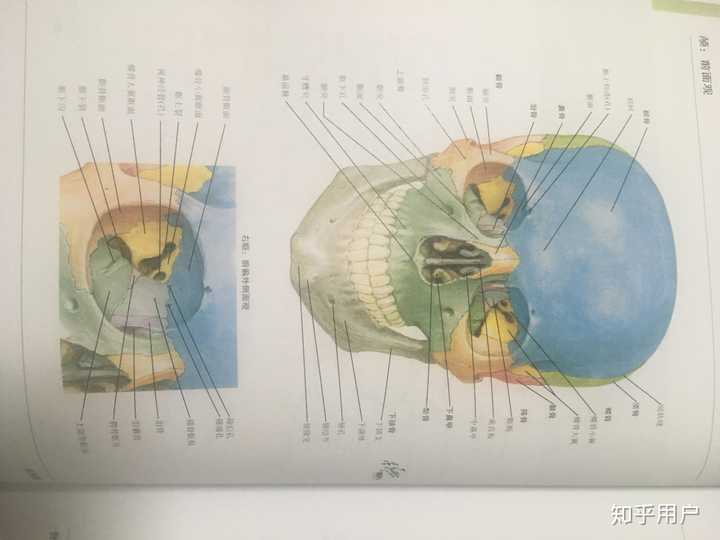 刚开始学系解学到颅骨那里感觉有点搞不清蝶骨和筛骨的位置名词也有