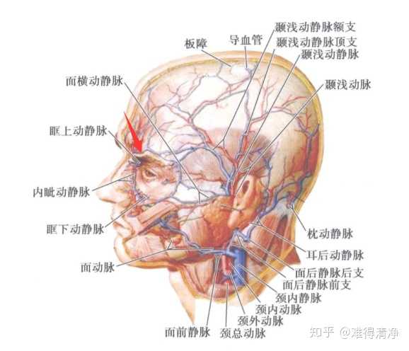 如果是注射眉间,靠近 眶上动静脉