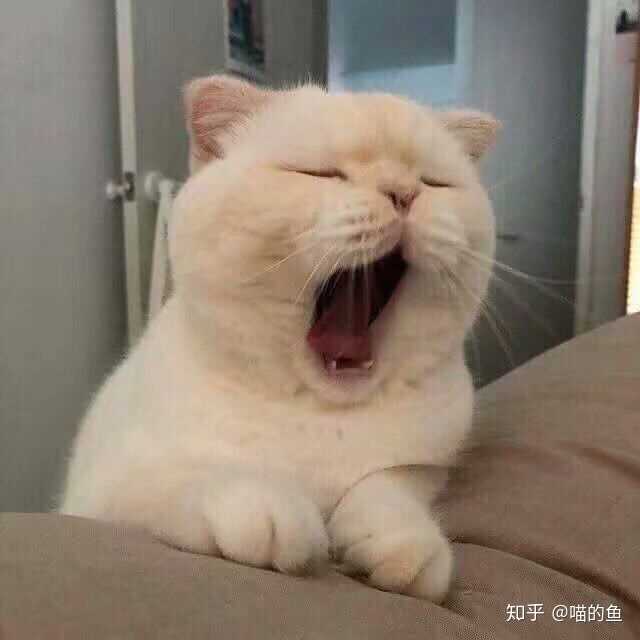 找一个猫咪的头像?