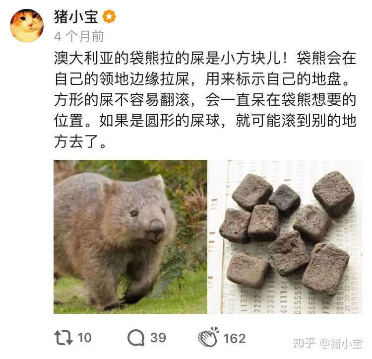 上次我说过拉方块屎的袋熊,虽然看上去圆滚滚,还随便让人玩,但是跑