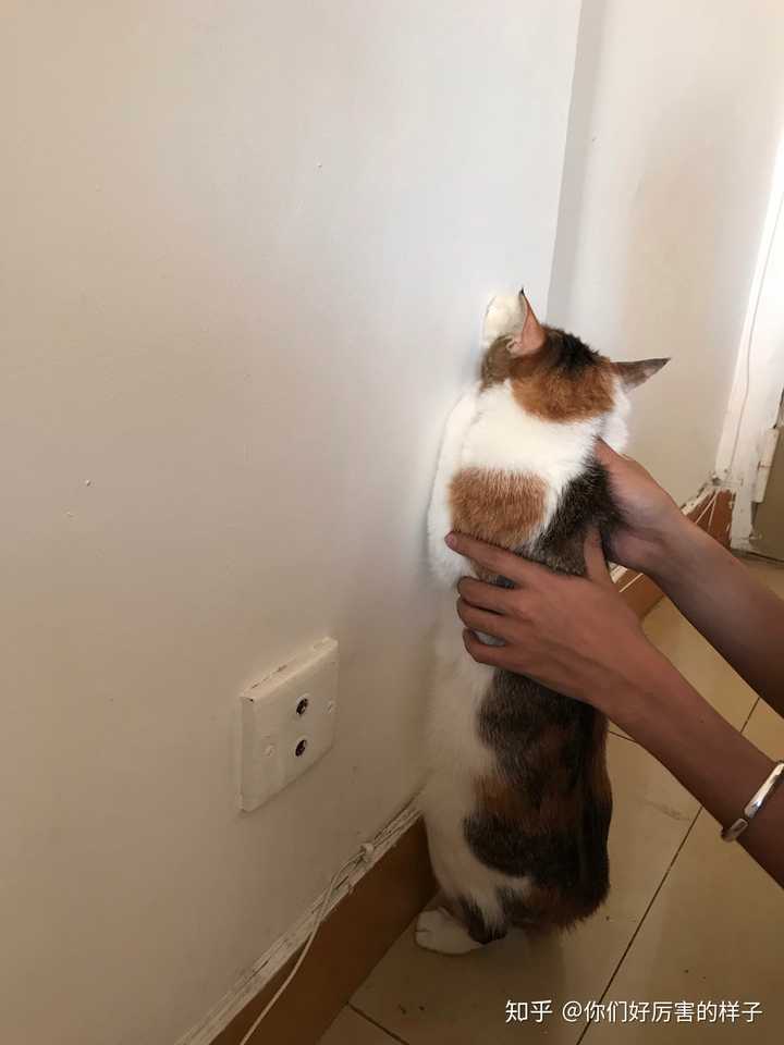 猫真的会被打服吗?