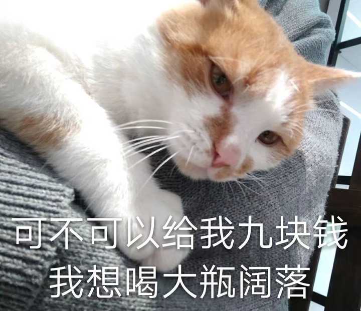 请问有没有猫咪的表情包