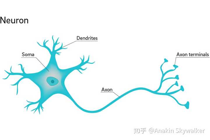 real neuron