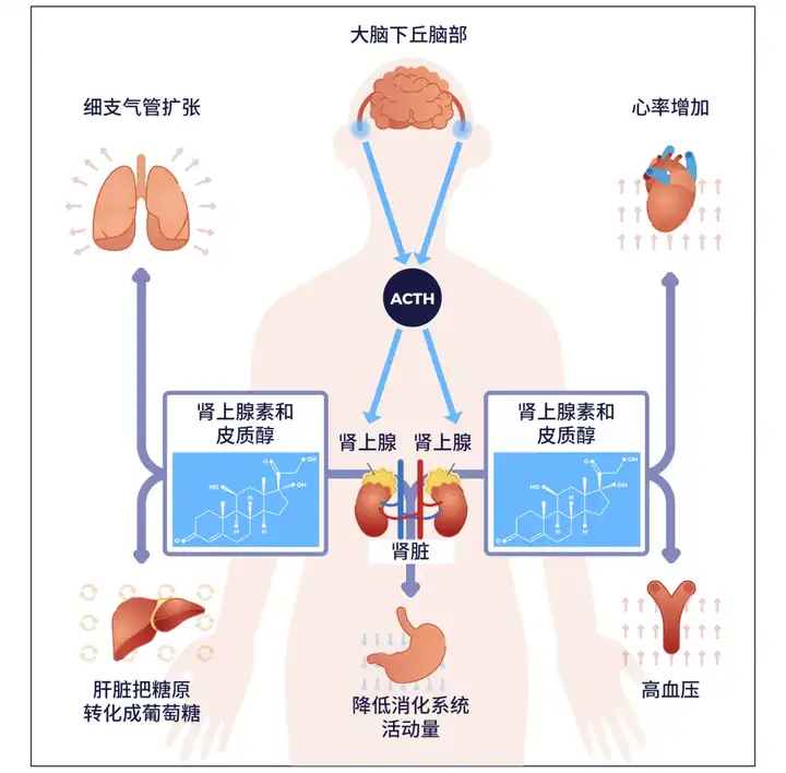 压力激素:皮质醇