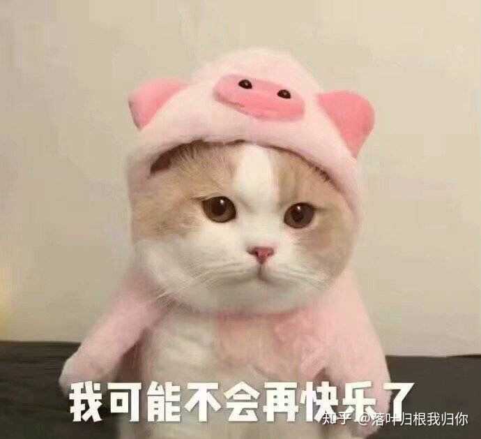 有哪些少女心的猫咪头像?