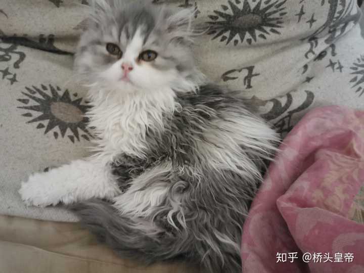 我家小六,父英短,母加菲.个人觉得颜值爆棚,没有尴尬期,完爆布偶