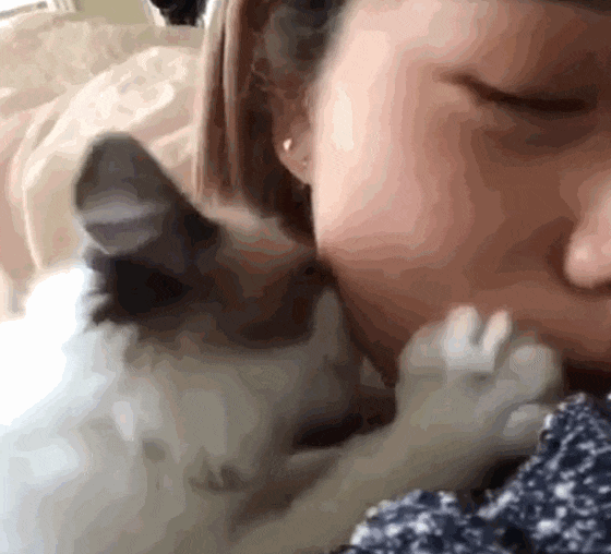 于是你就可以天天吸猫.