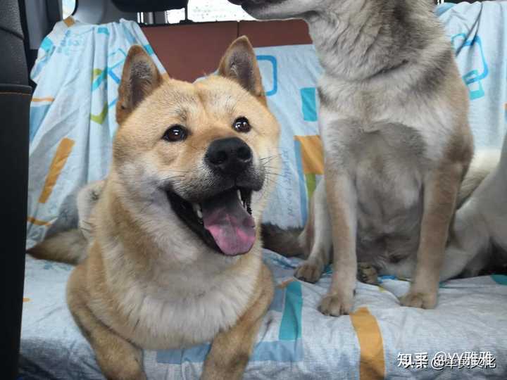 正宗的中华田园犬到底长什么样