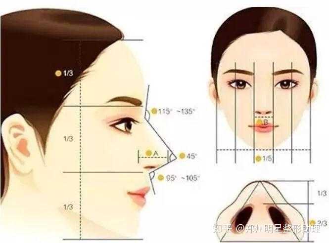 鼻部的标准美学有以下几个方面: 位置:位于颜面的中1/3; 外形:一底朝