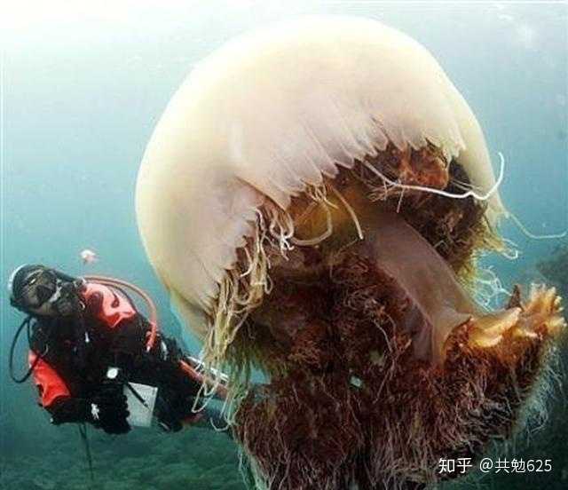 完全长成的水母的大小大于普通人的身高!