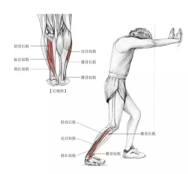 跑步减肥小腿肌肉会不会变得很明显