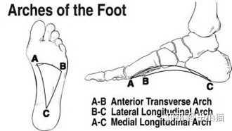图片描述的是内外侧纵弓和横弓