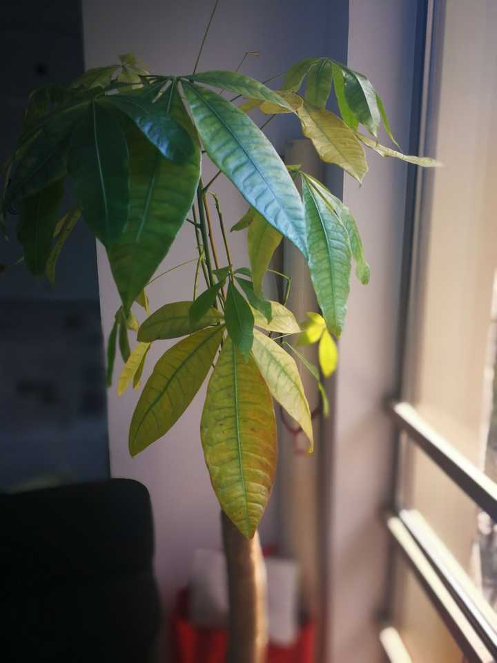发财树生病了 附照片.该怎么办?