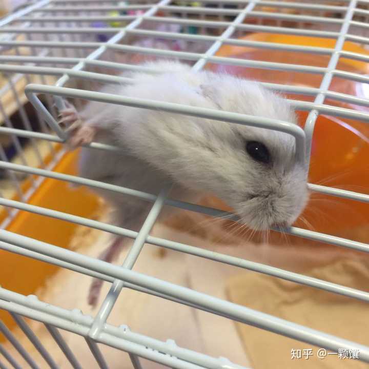 你养的仓鼠做过什么超级可爱的事?