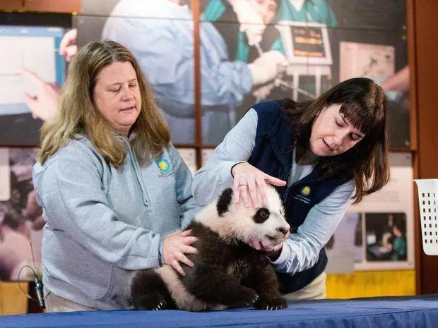 为什么中国外交总爱派大熊猫出场?外国人真的特别喜欢大熊猫吗?