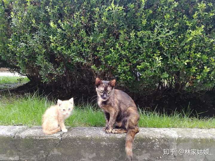 校园里的流浪猫,123,向我看