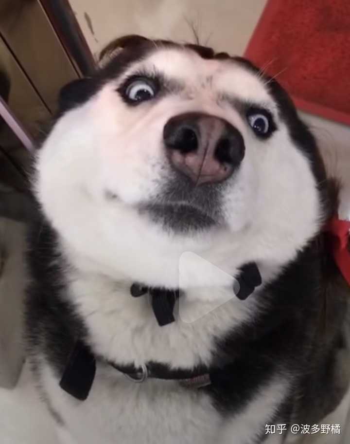 你想咋滴,傲娇的狗子