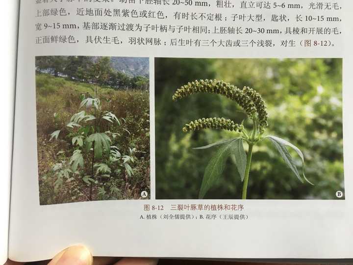 国内有哪些典型的生物入侵造成的危害