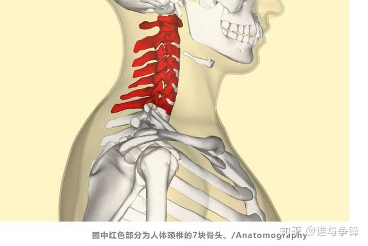 颈椎可能是人体最脆弱的地方之一,却承担着支撑头部的重任.