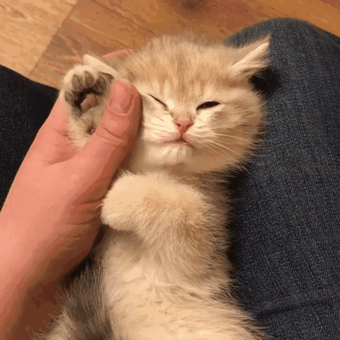 这里我另辟蹊径给大家带来一些可爱猫咪的表情包吧!