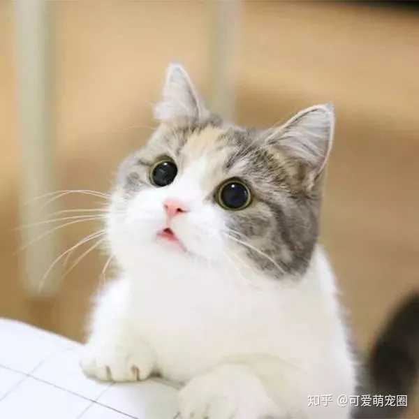 有哪些可爱的萌宠头像?