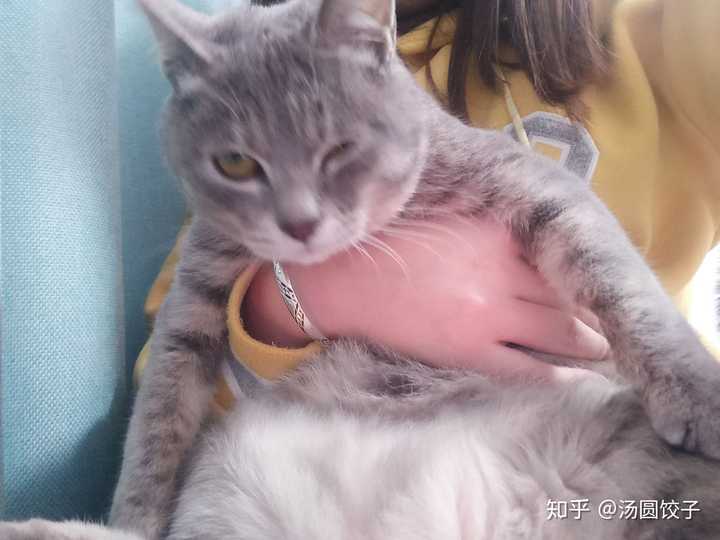 养一只灰色土猫(不是狸花猫)是一种什么样的体验?