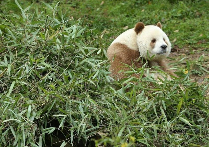 四川卧龙拍到全球首例白色大熊猫,是怎么形成的?