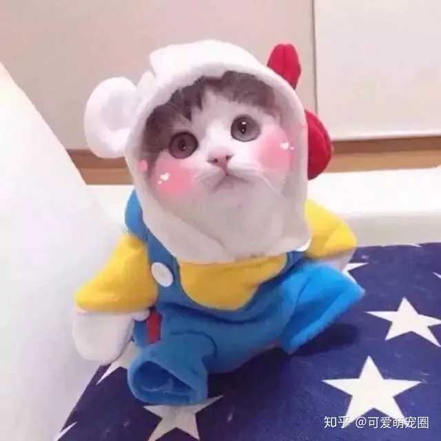 有哪些可爱的萌宠头像?