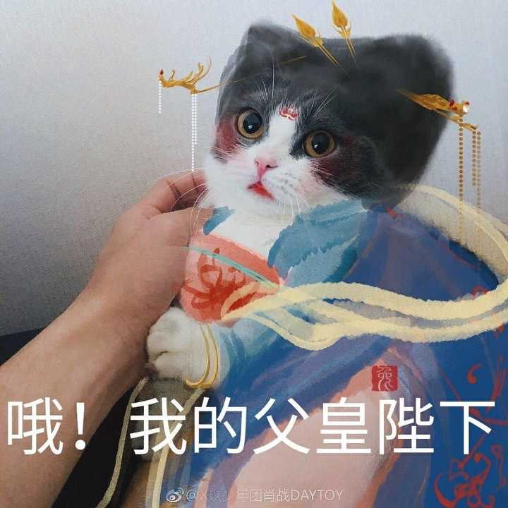 肖战的猫是什么猫?想养一只一模一样的?