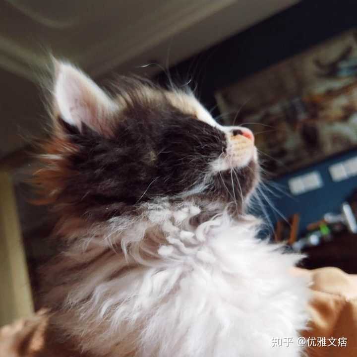 喵星人能有多喜欢死?