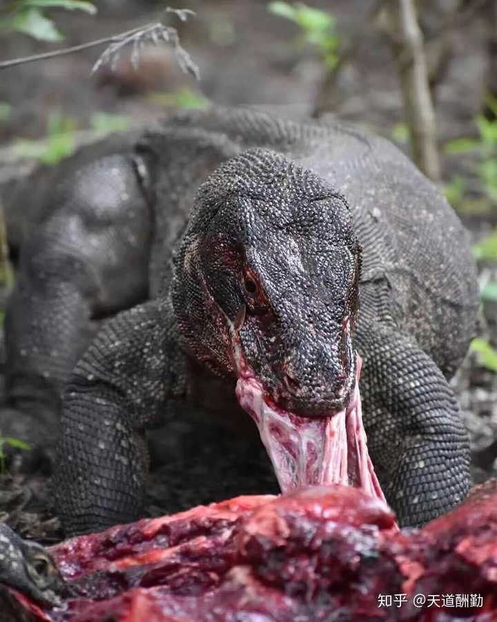 没错 还是尾巴比人都长 介绍完鳄鱼 我们来说一说科莫多巨蜥吧(其实我